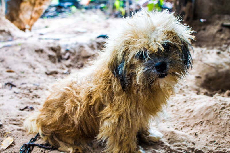 Den orange hunden är brun Sitt bekvämt arkivbilder Den orange hunden är brun Sitt bekvämt arkivbilder