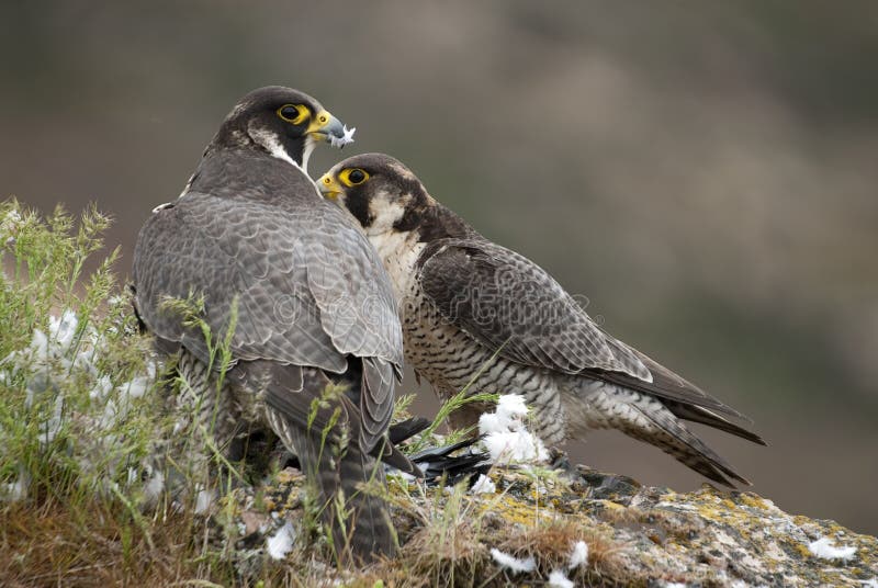 Den Peregrine falken på vaggar, kopplar ihop att dela deras rov, en duva, den Falco peregrinusen royaltyfria foton Den Peregrine falken på vaggar, kopplar ihop att dela deras rov, en duva, den Falco peregrinusen royaltyfria foton