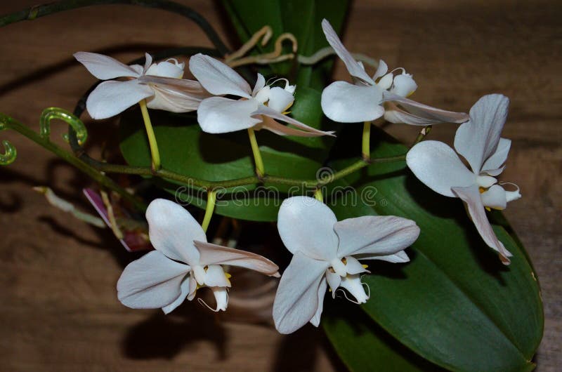 Den perenna växten är en typ av örtartat, blom med eleganta knoppar av olika former arkivbild Den perenna växten är en typ av örtartat, blom med eleganta knoppar av olika former arkivbild