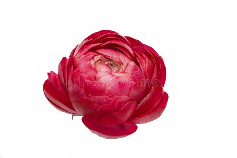 Den persiska smörblomman blommar huvudet (för ranunculusen) royaltyfria foton Den persiska smörblomman blommar huvudet (för ranunculusen) royaltyfria foton