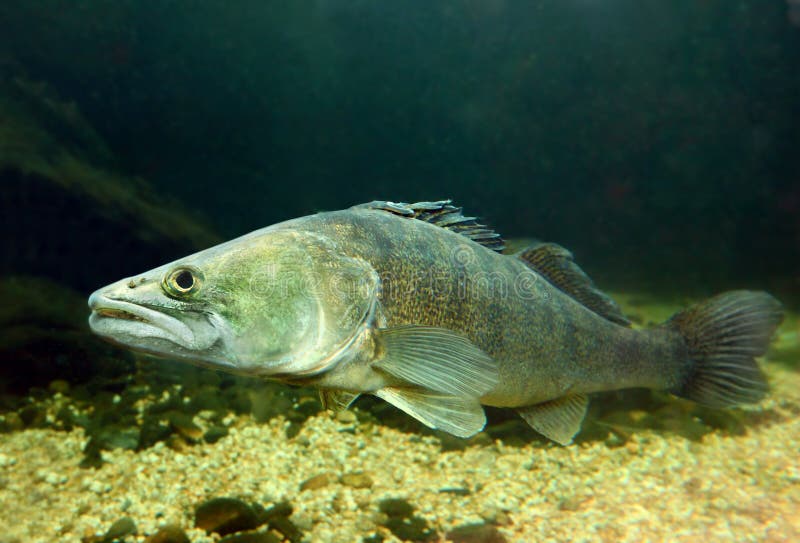Den Pike perchen (slipmaskinen Lucioperca). royaltyfria foton Den Pike perchen (slipmaskinen Lucioperca). royaltyfria foton