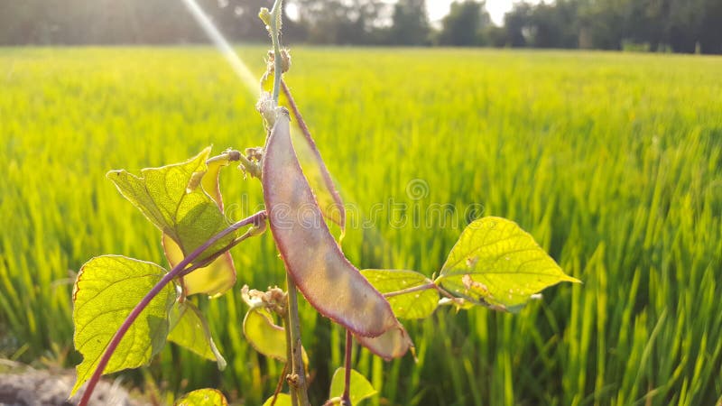 Den plötsliga ärtan Pisum Sativum var macrocarpon också som är bekant som den plötsliga ärtan för socker arkivfoto Den plötsliga ärtan Pisum Sativum var macrocarpon också som är bekant som den plötsliga ärtan för socker arkivfoto