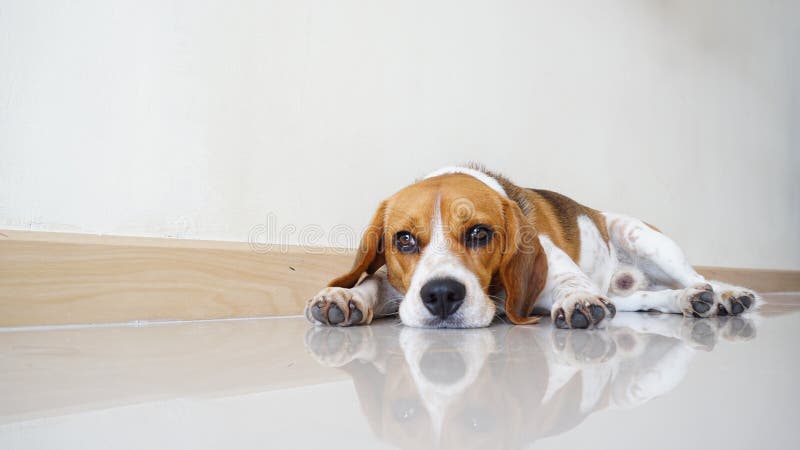 Den porträttsöta beagle-hunden