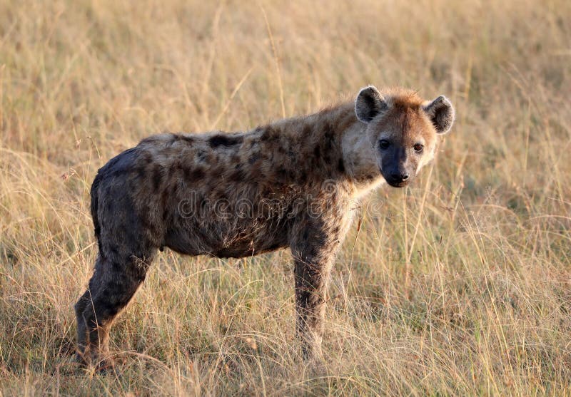 Den prickiga skratta hyenan i masaien modiga mara parkerar royaltyfri fotografi Den prickiga skratta hyenan i masaien modiga mara parkerar royaltyfri fotografi
