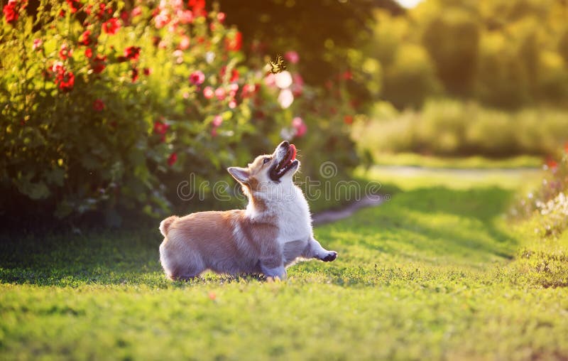 Den roliga hundrött Corgi-roman som går på en grön blomstrande ängs och fångar en vacker fjärilmaskin. arkivfoton