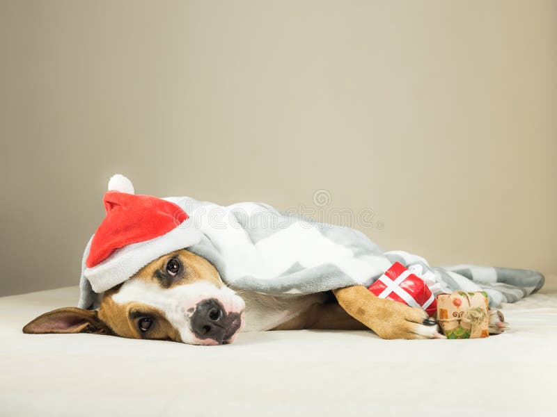 Den roliga staffordshire terriervalpen i hatt för den julSanta Claus maskeraden lägger den slågna in kastfilten i säng med gåva f arkivfoto Den roliga staffordshire terriervalpen i hatt för den julSanta Claus maskeraden lägger den slågna in kastfilten i säng med gåva f arkivfoto