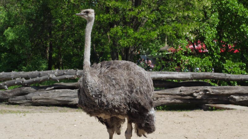 Den roliga strutsen med stora ögon och den långa halsen står i zoo på en solig dag på sommar i ultrarapid stock video