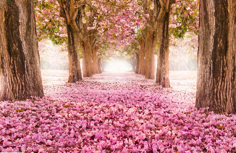 Den romantiska tunnelen av rosa färgblommaträd fotografering för bildbyråer