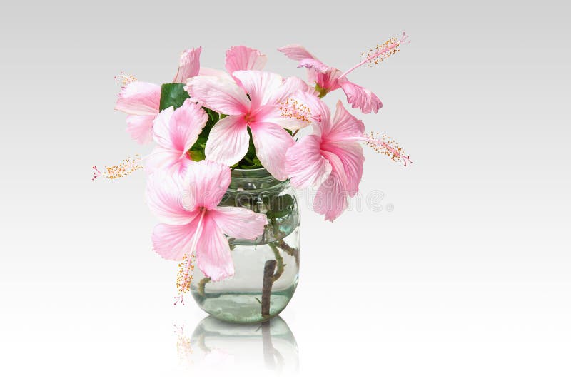 Den rosa hibiskusen blommar i den Glass vasen royaltyfri illustrationer