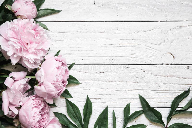 Den rosa pionen blommar över den vita trätabellen med kopieringsutrymme bröllop för romantiskt symbol för inbjudan för bakgrundse royaltyfri fotografi Den rosa pionen blommar över den vita trätabellen med kopieringsutrymme bröllop för romantiskt symbol för inbjudan för bakgrundse royaltyfri fotografi