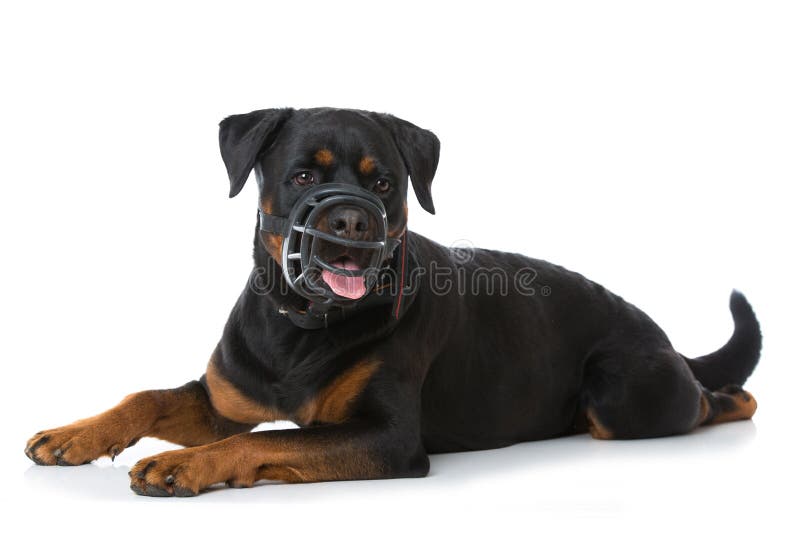 Den Rottweiler hunden med tystar ned på vit bakgrund royaltyfria foton Den Rottweiler hunden med tystar ned på vit bakgrund royaltyfria foton