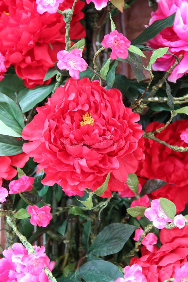 Den röda blomman royaltyfria foton Den röda blomman royaltyfria foton