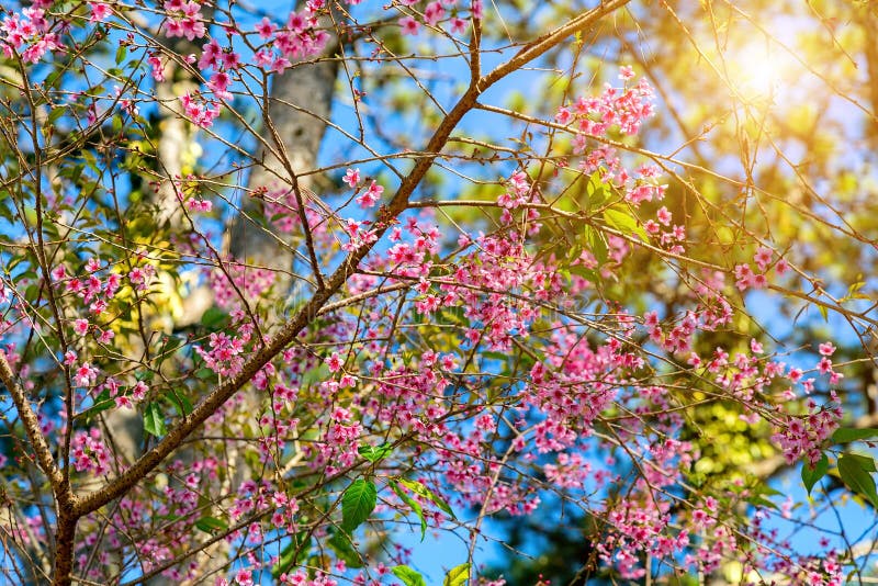 Den Sakura blomningvåren blomstrar rosa blommor fotografering för bildbyråer Den Sakura blomningvåren blomstrar rosa blommor fotografering för bildbyråer