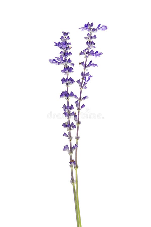 Den Salvia farinaceaen, den blåa salviaen, mjölig koppvis man eller mjölig vis man blommar att blomma som isoleras på vit bakgrun arkivbilder Den Salvia farinaceaen, den blåa salviaen, mjölig koppvis man eller mjölig vis man blommar att blomma som isoleras på vit bakgrun arkivbilder