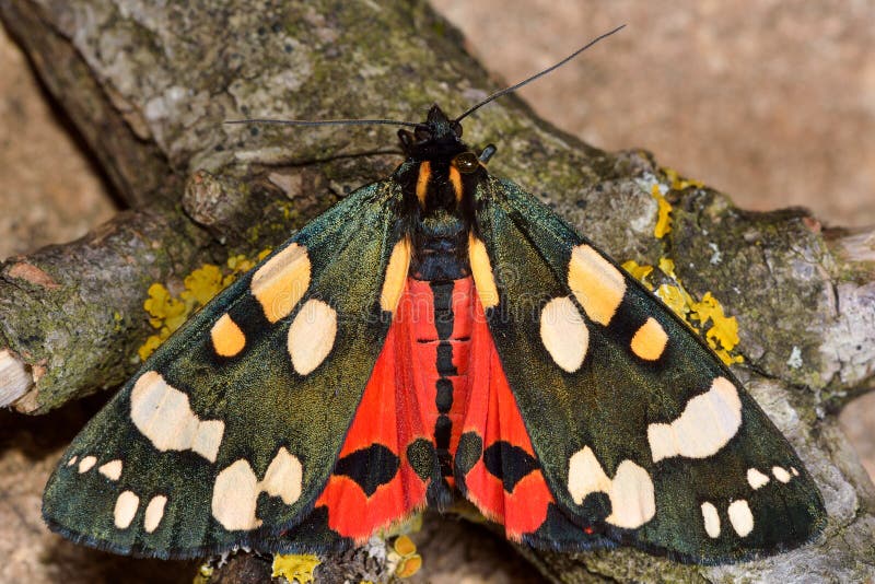 Den scharlakansröda tigermalen (Callimorphadominula) med vingar öppnar och synliga röda hindwings royaltyfri foto Den scharlakansröda tigermalen (Callimorphadominula) med vingar öppnar och synliga röda hindwings royaltyfri foto