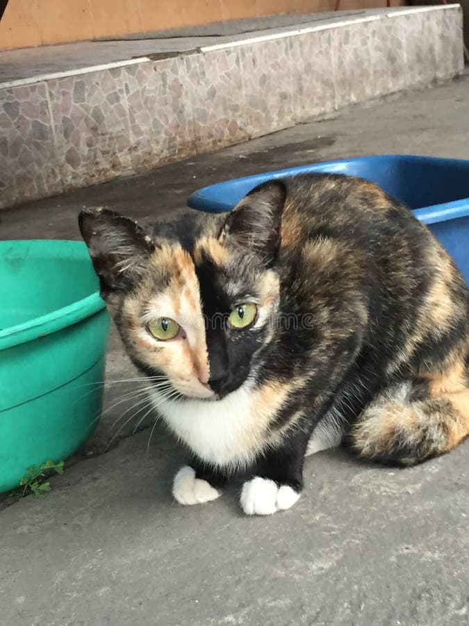 Den Siamese katten sitter på sängen och att se ut fönstret, den vita katten med blåa ögon som ser fåglar royaltyfria foton Den Siamese katten sitter på sängen och att se ut fönstret, den vita katten med blåa ögon som ser fåglar royaltyfria foton