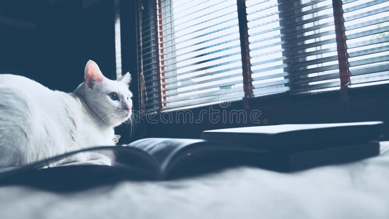 Den Siamese katten sitter på sängen och att se ut fönstret, den vita katten med blåa ögon som ser fåglar fotografering för bildbyråer