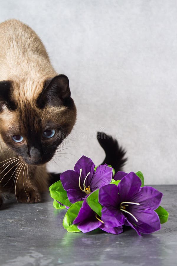Den Siamese thailändska katten spelar och ger blommor Mörkt - grå bakgrund royaltyfri fotografi Den Siamese thailändska katten spelar och ger blommor Mörkt - grå bakgrund royaltyfri fotografi