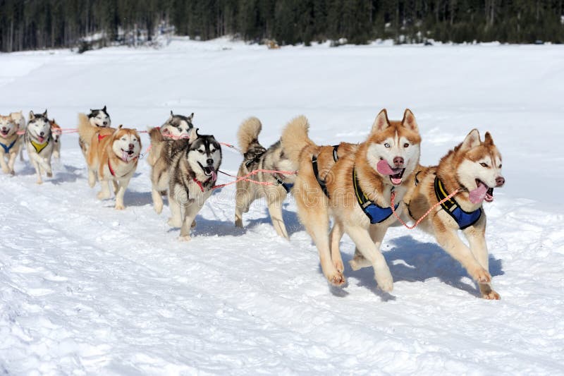 Sled husky dog race in winter on snow. Sled husky dog race in winter on snow