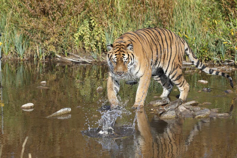 Den Siberian tigern nära berg strömmer royaltyfria foton Den Siberian tigern nära berg strömmer royaltyfria foton