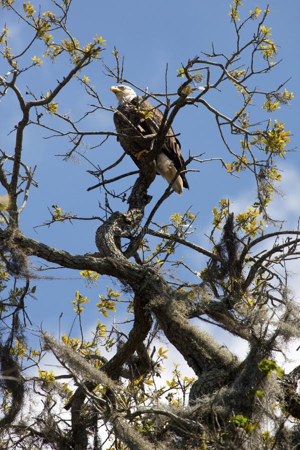Den skalliga örnen sätta sig i ett träd i centrala Florida royaltyfri fotografi Den skalliga örnen sätta sig i ett träd i centrala Florida royaltyfri fotografi