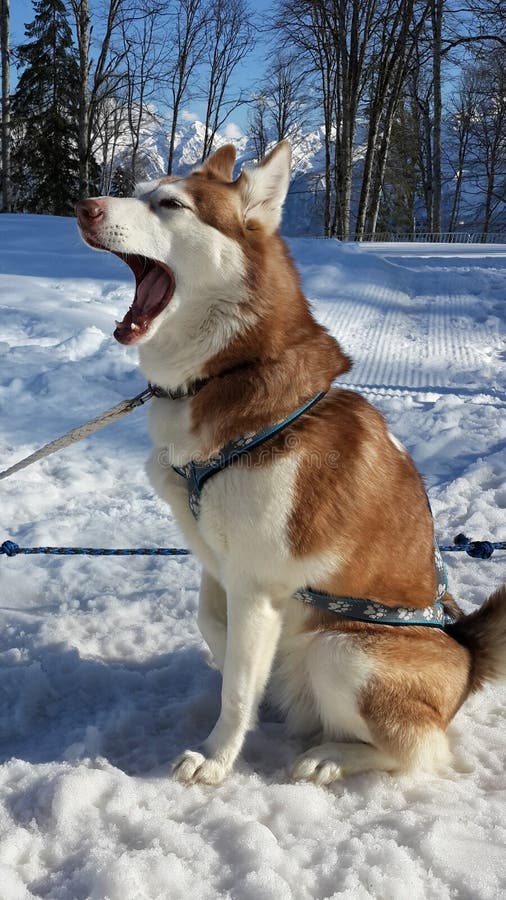 Den skrovliga hunden gäspar sammanträde på snön royaltyfri bild Den skrovliga hunden gäspar sammanträde på snön royaltyfri bild