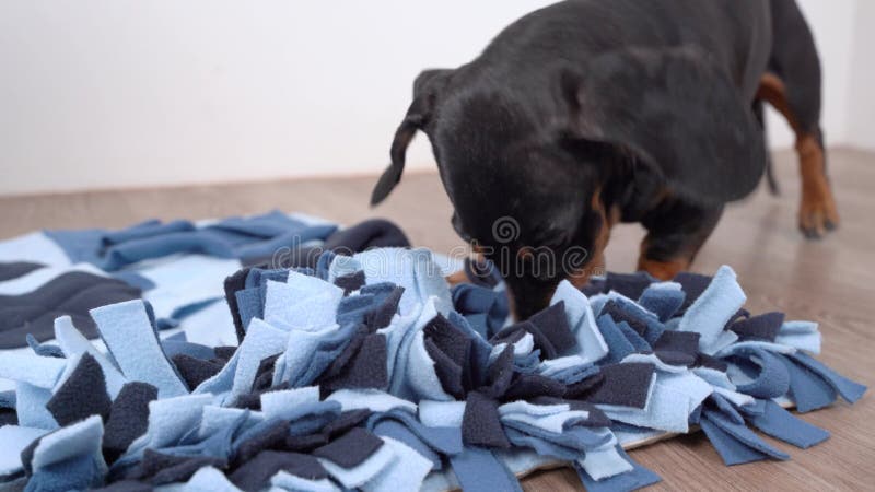 Den smarta dachshund som letar efter utsökta torkade mattor i mjukt tvättbart textilsnusmat och äter dem och kör dem lager videofilmer