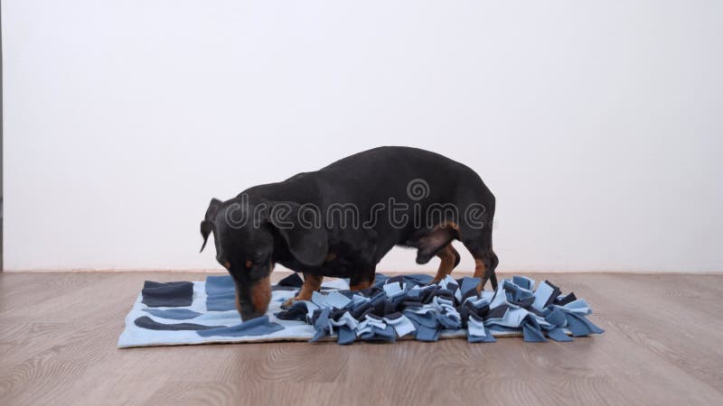 Den smarta dachshund som letar efter utsökta torkade mattor i mjukt tvättbart textilsnusmat och äter dem och kör dem lager videofilmer