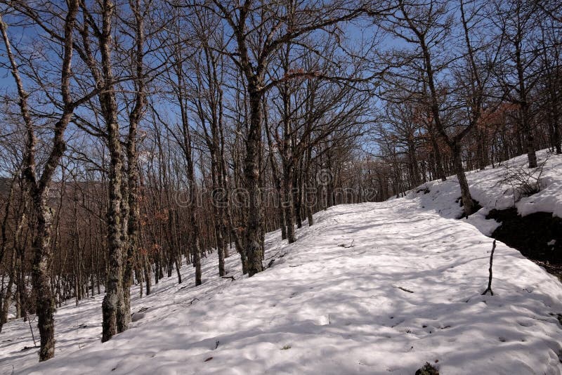 Den snöig banan korsar den kala ekskogen royaltyfri foto