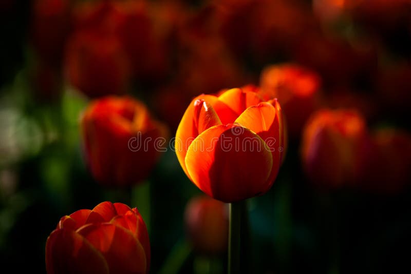 Den solbelysta röda och gula tulpan blommar på en blomsterrabatt arkivfoto Den solbelysta röda och gula tulpan blommar på en blomsterrabatt arkivfoto