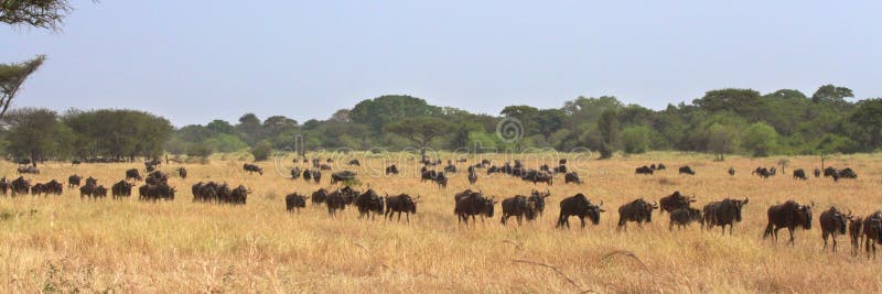 Den stora flyttningen av gnu (Connochaetestaurinus) i Serengeti, Tanzania royaltyfri bild Den stora flyttningen av gnu (Connochaetestaurinus) i Serengeti, Tanzania royaltyfri bild