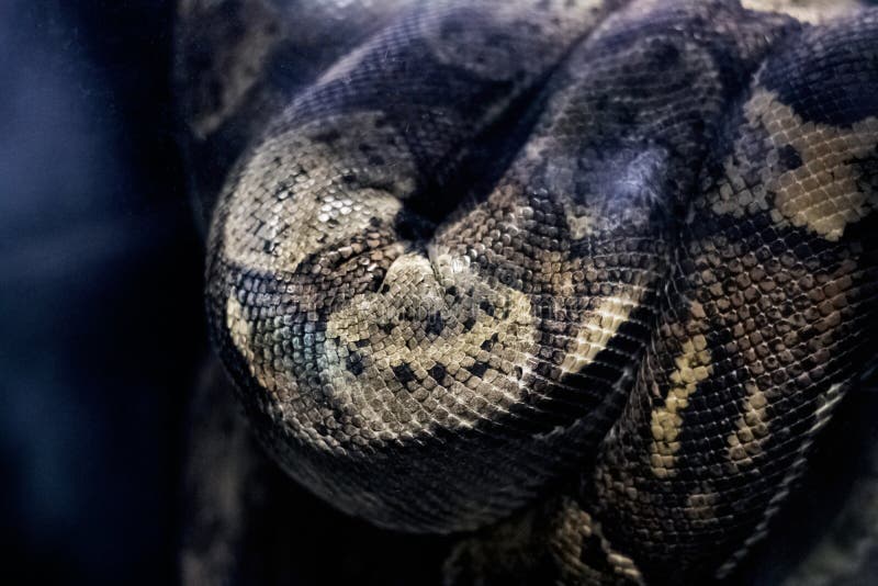 Den stora gråa ormen ligger på en trädfilial fotografering för bildbyråer Den stora gråa ormen ligger på en trädfilial fotografering för bildbyråer