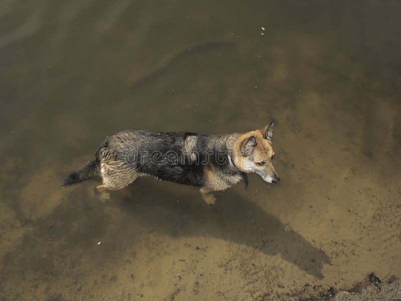 Den stora hunden står i det grunda vattnet av sjön arkivbilder Den stora hunden står i det grunda vattnet av sjön arkivbilder