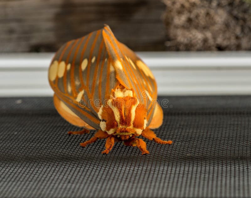 Den stora kungliga malen eller Citheronia Regalis landade på fönsterskärmen fotografering för bildbyråer Den stora kungliga malen eller Citheronia Regalis landade på fönsterskärmen fotografering för bildbyråer