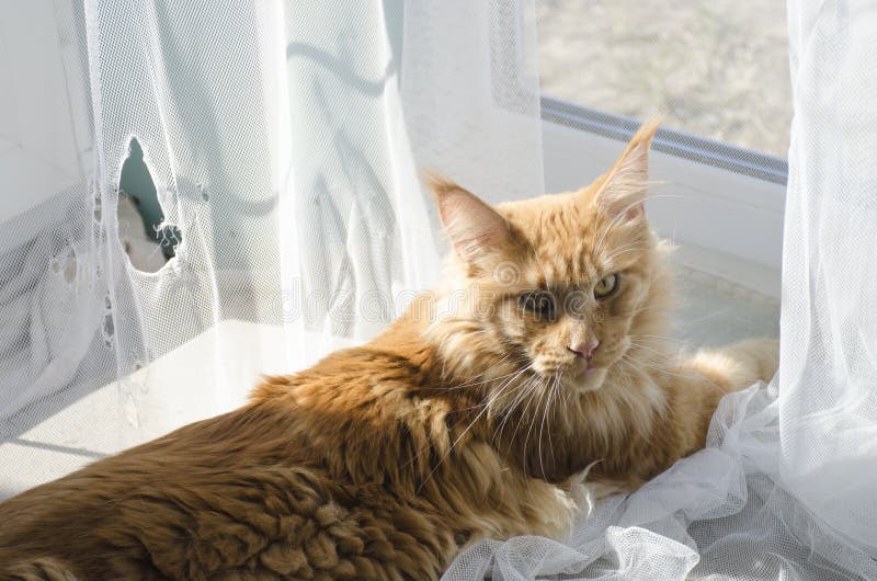 Den stora röda katten för den marmorMaine tvättbjörnen ligger nära sönderrivna gardiner och blickar guiltily arkivbild Den stora röda katten för den marmorMaine tvättbjörnen ligger nära sönderrivna gardiner och blickar guiltily arkivbild