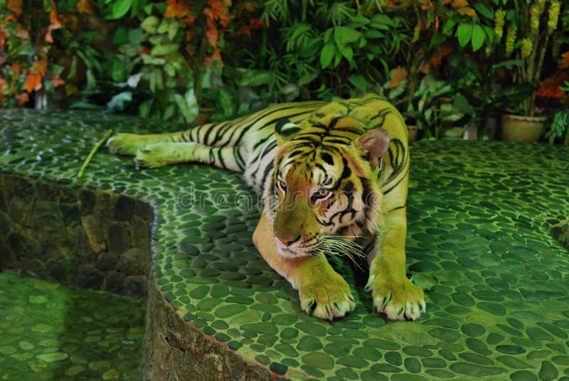 Den stora tigern ar brukar i Thailand
