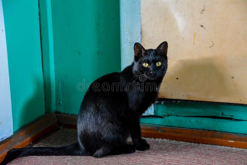 Den svarta katten med gula ?gon royaltyfria bilder Den svarta katten med gula ?gon royaltyfria bilder