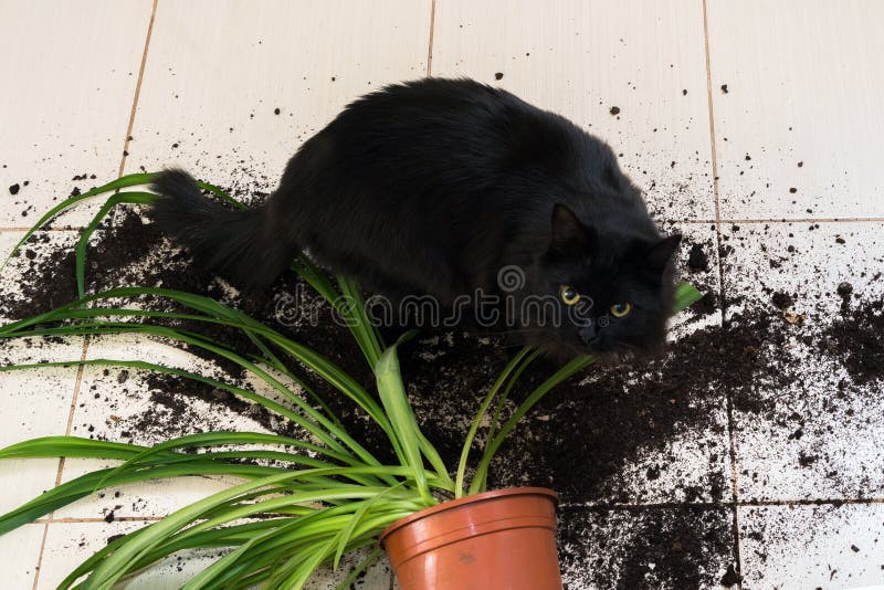 Den svarta katten tappade och bröt blomkrukan med den gröna växten på Ket royaltyfri bild Den svarta katten tappade och bröt blomkrukan med den gröna växten på Ket royaltyfri bild