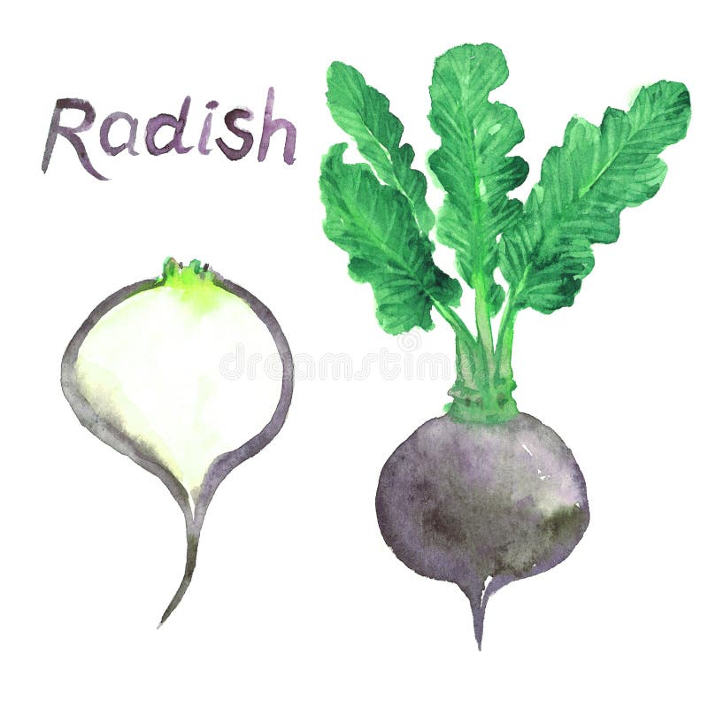 Den svarta rädisan rotar, den gröna växten, lämnar och snittskivan royaltyfri illustrationer