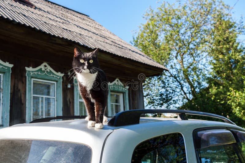 Den svartvita katten står på taket av bilen nära byhus fotografering för bildbyråer Den svartvita katten står på taket av bilen nära byhus fotografering för bildbyråer