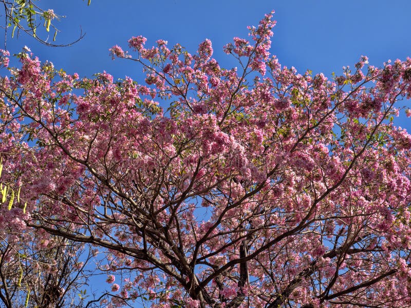 Den Tabebuia roseaen är ett träd som fylls med härliga rosa blommor? Salvador arkivbild Den Tabebuia roseaen är ett träd som fylls med härliga rosa blommor? Salvador arkivbild