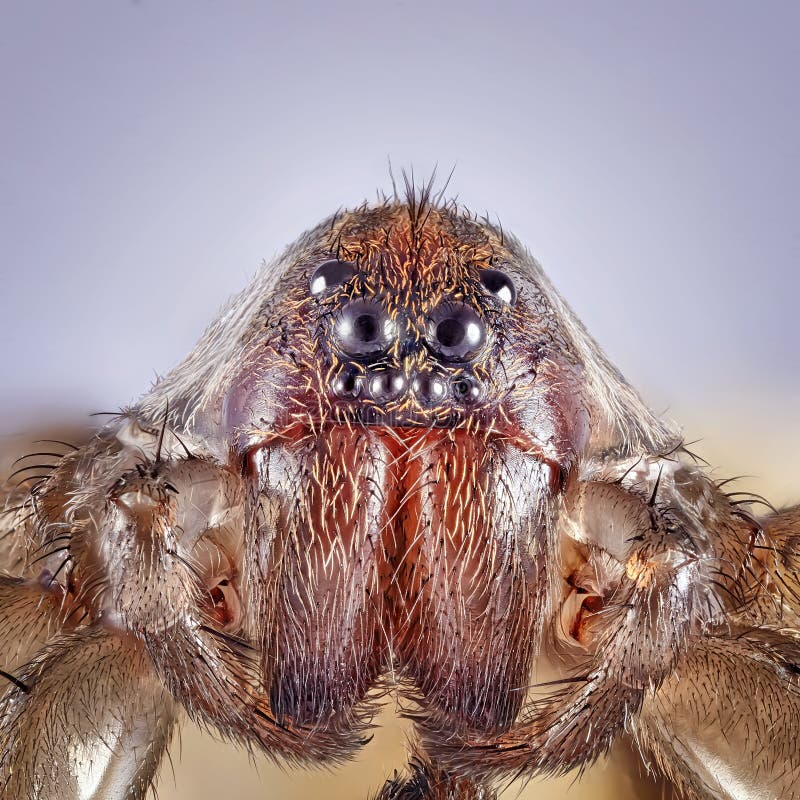 Super macro image of spider, High magnification, Good sharpen and detailed, eye and face very clear. Stacking photo. Super macro image of spider, High magnification, Good sharpen and detailed, eye and face very clear. Stacking photo