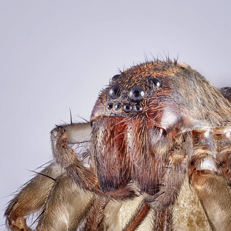 Super macro image of spider, High magnification, Good sharpen and detailed, eye and face very clear. Stacking photo. Super macro image of spider, High magnification, Good sharpen and detailed, eye and face very clear. Stacking photo