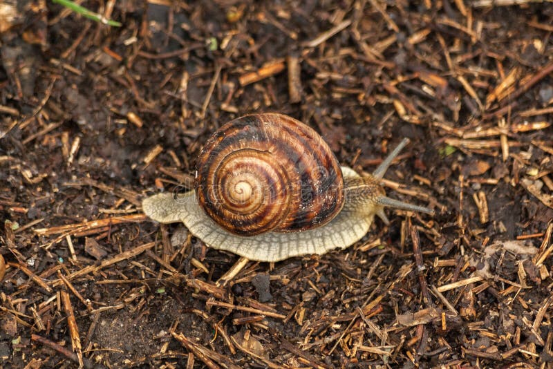Garden snail crawls on ground. Ground gastropod. Helix pomatia. Garden snail crawls on ground. Ground gastropod. Helix pomatia