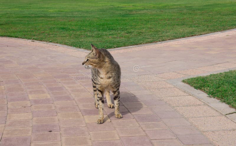 Den unga katten går i gården royaltyfri foto Den unga katten går i gården royaltyfri foto
