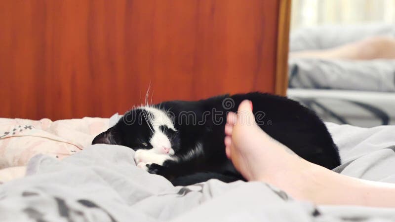 Den unga kvinnan hemma som sitter på soffan, arbetar kelar hon med en bärbar dator och hennes härliga katt som sover bredvid royaltyfria foton Den unga kvinnan hemma som sitter på soffan, arbetar kelar hon med en bärbar dator och hennes härliga katt som sover bredvid royaltyfria foton