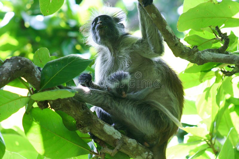 den utsatte för fara röda colobusapan Piliocolobus, Procolobus kirkiimoder med behandla som ett barn i träden av den Jozani skoge royaltyfria foton den utsatte för fara röda colobusapan Piliocolobus, Procolobus kirkiimoder med behandla som ett barn i träden av den Jozani skoge royaltyfria foton