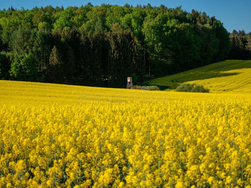 Den utöver det vanliga sikten våldtar på blommafältet på en solig dag med blå himmel royaltyfri foto Den utöver det vanliga sikten våldtar på blommafältet på en solig dag med blå himmel royaltyfri foto