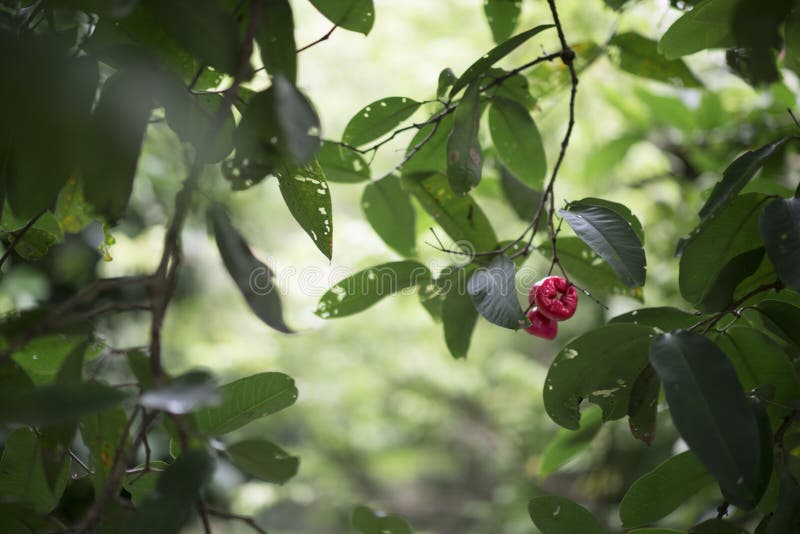 Den vietnamesiska waterapplen eller Syzygiumsamarangensen är en tropisk frukt kallade också vaxäpplet, det Java äpplet, Semarang arkivbild Den vietnamesiska waterapplen eller Syzygiumsamarangensen är en tropisk frukt kallade också vaxäpplet, det Java äpplet, Semarang arkivbild