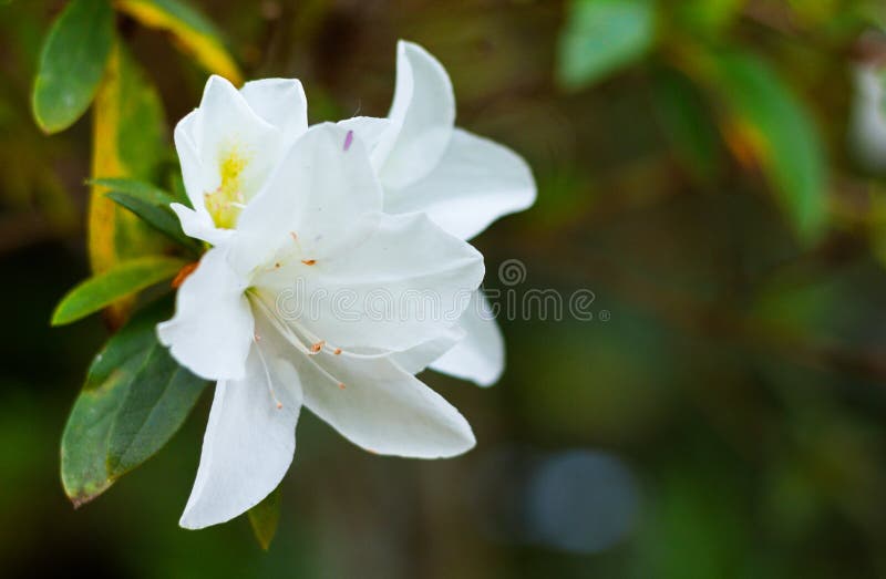 Den vita azalean blommar vetenskapligt namn: Rhododendronbland royaltyfri bild Den vita azalean blommar vetenskapligt namn: Rhododendronbland royaltyfri bild